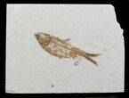 Bargain Knightia Fossil Fish - Wyoming #39677-1